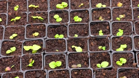 Cultivation of different summer bedding plants, young and flowering plants Video stock 244971579