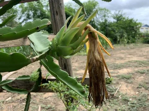 Cultivation of dragon tree Photos