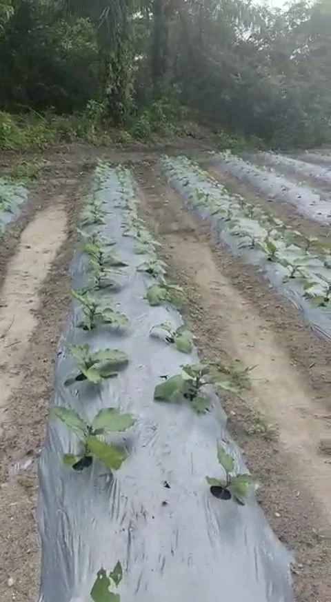 Cultivation of Eggplants for Profuse Fruiting, Increases Yield 2 Times Video stock 213195276