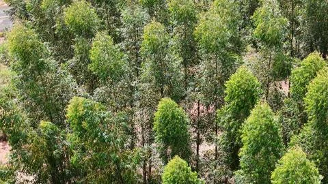 Cultivation of eucalyptus trees Stock Photos