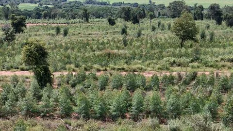 Cultivation of eucalyptus trees Stock Photos