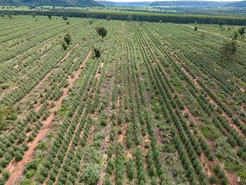 Cultivation of eucalyptus trees Stock Photos