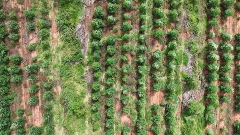 Cultivation of eucalyptus trees Stock Photos
