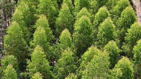 Cultivation of eucalyptus trees Foto stock