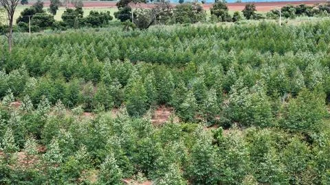 Cultivation of eucalyptus trees Stock Photos