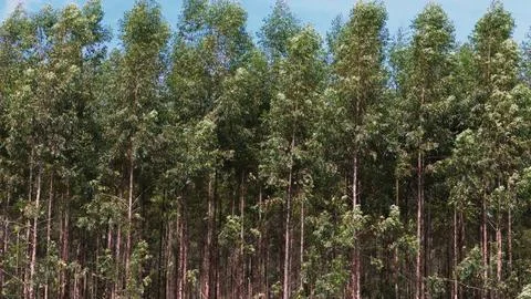 Cultivation of eucalyptus trees Stock Photos