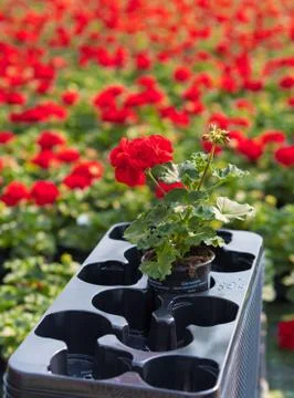 Cultivation of geranium Stock Photos