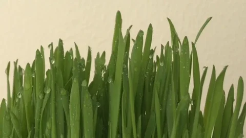 Cultivation of green grass plant authentic on water drops in grasses vitrase bio Stock Footage