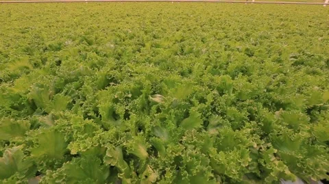 Cultivation of green hydroponically. Stock Footage 68578734