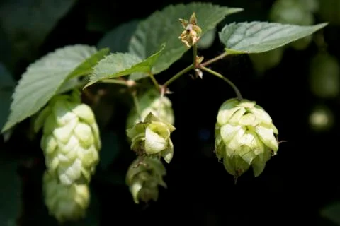 Cultivation of hops Stock Photos