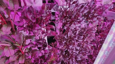 The cultivation of lettuce and basil. At a vertical farm, young Mizuna plants Stock Footage 239354760