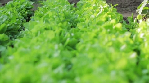 Cultivation of Lettuce, Close Up 스톡 동영상 76268079