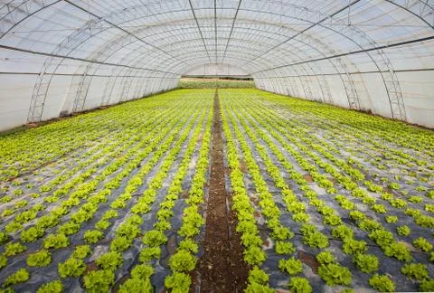 Cultivation of lettuce Stock Photos