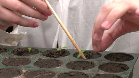 Cultivation methods Healthy vegetables Stock Footage 309168254