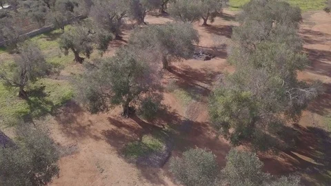 Cultivation of olive trees partially dried Video stock 84033677