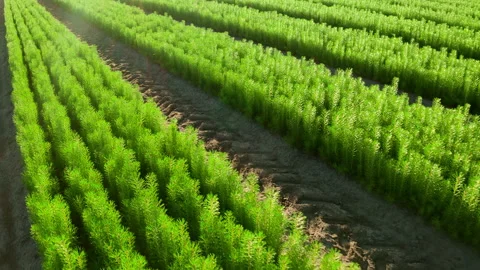 Cultivation of pine trees from seedlings. Pine tree outdoors. Stock Footage 157531565