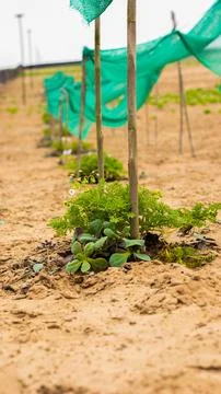 Cultivation of plants in the desert using mist traps Stock Photos