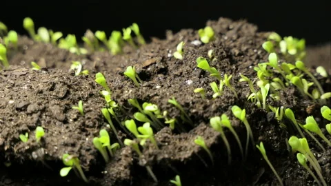 Cultivation of plants in spring timelapse, germination of seedlings of newborn Stock Footage 219890377