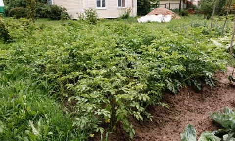 The cultivation of potatoes in the adjacent garden plot. A small garden near  Stock Photos