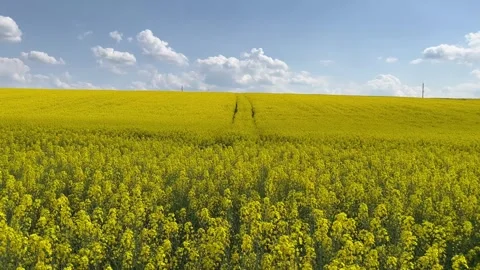 Cultivation of rapeseed in agricultural fields Stock Footage 242043929