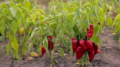 The cultivation of red pepper Stock Footage 61216667