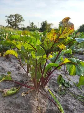 Cultivation of red table beet on a farm field, industrial vegetable production Fotos de archivo