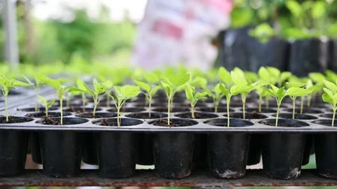 Cultivation row of chilli sprout growing in tray Video stock 168707532