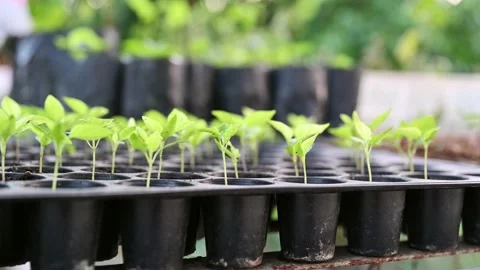 Cultivation row of chilli sprout growing in tray Video stock 168707627