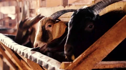 Cultivation of seanen goats or Capra aegagrus Stock Footage 258809953