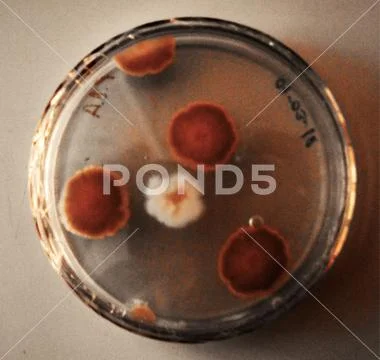 Cultivation of strains of beneficial fungi in the laboratory Stock Photos