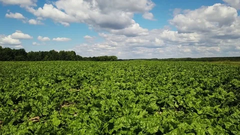 The cultivation of sugar beet. Stock Footage 78588974