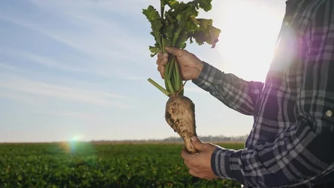 The cultivation of sugar beet Stock Footage 96488646