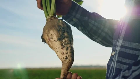 The cultivation of sugar beet Stock Footage 96489521