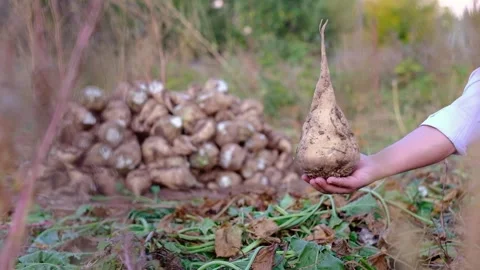 The Cultivation of Sugar Beet Stock Footage 241739374