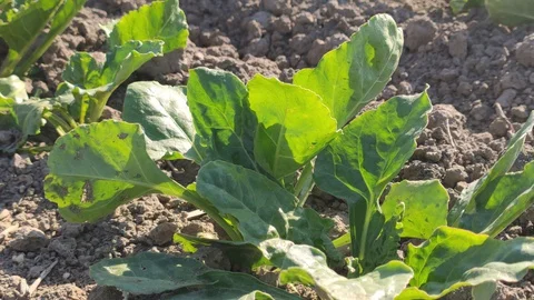 Cultivation of sugar beets 3 Stock Footage 129326176