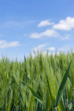 Cultivation of summer barley or feed barley on an acre in springtime Stock Photos