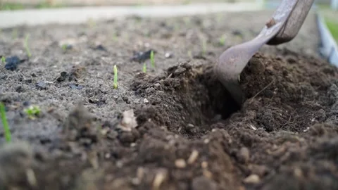 Cultivation of a vegetable garden bed with a flat cutter in spring, close-up Stock Footage 307813486