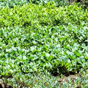 Cultivation of vegetables Stock Photos
