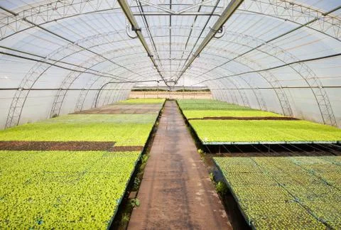 Cultivation of vegetables Stock Photos