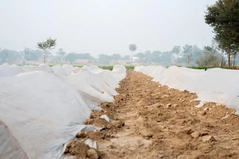 Cultivation of vegetables under low polyethylene tunnels. Stock-Fotos