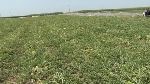 Cultivation of watermelon Stock Footage 39670477