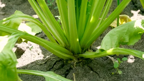 Cultivation of white beet. Close-up of a ripening green plant of sugar beet. 4K Video stock 85881279