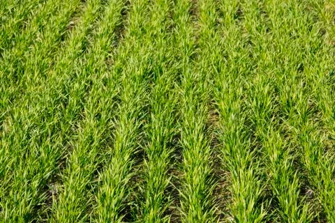 Cultivation of winter crops. Stock Photos
