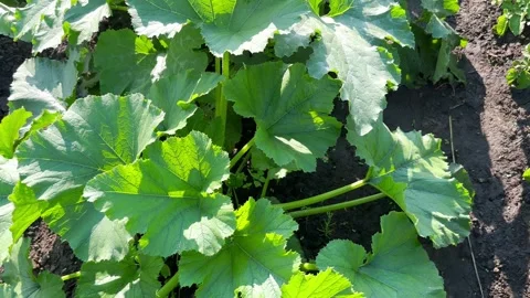 Cultivation of zucchini Stock Footage 245472652