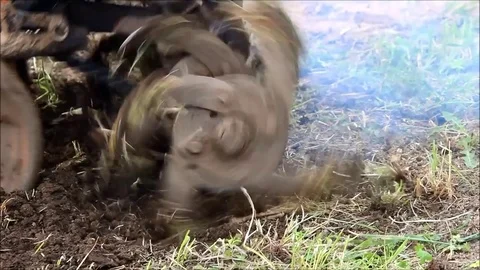 A cultivator cutting through virgin ground, closeup Stock Footage 77861022