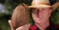 Cultivator Farmer Check Coconut Fruit Close Up View Macro Shot Tropical Coco Nut 4k or 4k+ Resolution