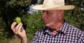 Cultivator Man Countryside Farm Looking Closeup Green Lime Citron Fruit Details 4k or 4k+ Resolution