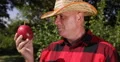 Cultivator Man Study Careful Mangoes Ripe Analyzes Interested Flavored Fruit 4k or 4k+ Resolution