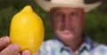 Cultivator Recommend Fresh Yellow Exotic Citrus Fruit Ripe Yellow Juicy Lemon 4k or 4k+ Resolution