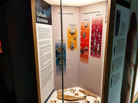 Cultural evolution exhibit with stone tools and fossils on display at a mus.. 库存照片